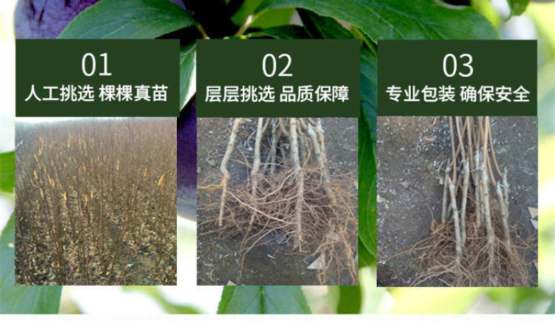 嫁接美人醉李子树苗南方北方种植特大早熟晚熟无核蜂糖当年结