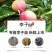 嫁接美人醉李子树苗南方北方种植特大早熟晚熟无核蜂糖当年结