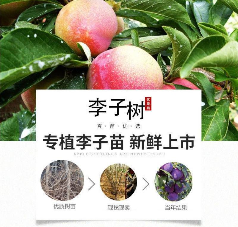嫁接美人醉李子树苗南方北方种植特大早熟晚熟无核蜂糖当年结