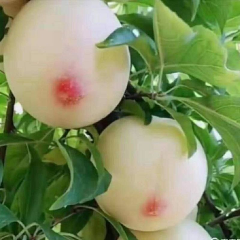 嫁接美人醉李子树苗南方北方种植特大早熟晚熟无核蜂糖当年结