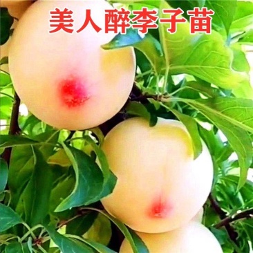 嫁接美人醉李子树苗南方北方种植特大早熟晚熟无核蜂糖当年结