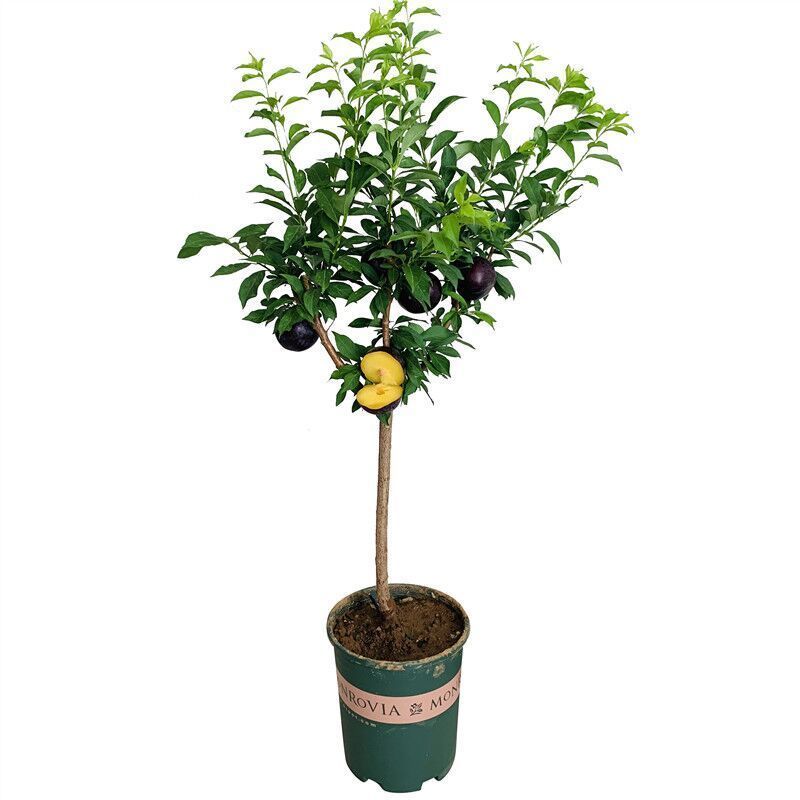 嫁接美人醉李子树苗南方北方种植特大早熟晚熟无核蜂糖当年结
