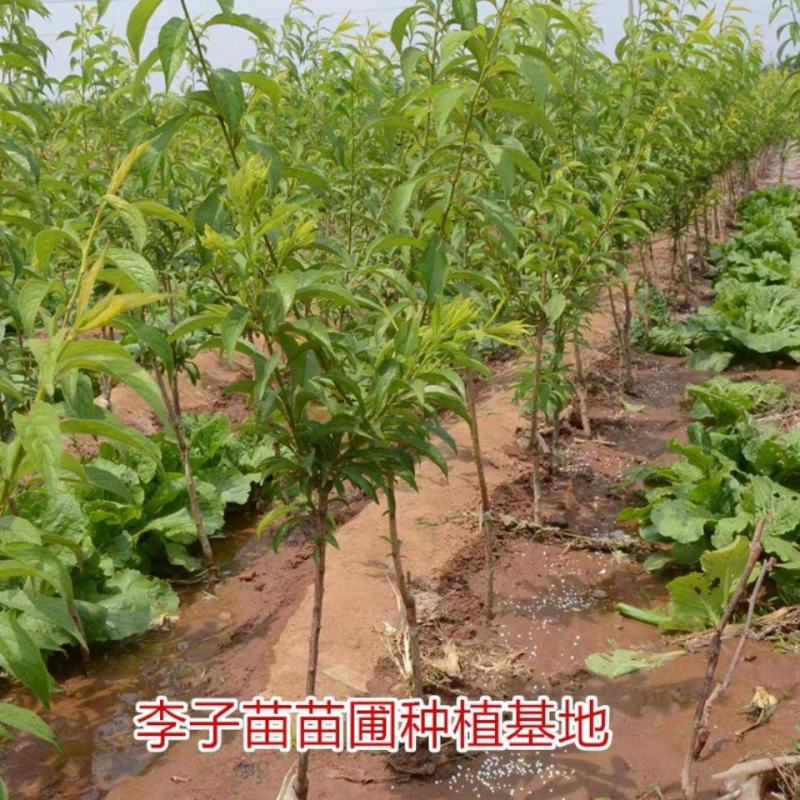 嫁接美人醉李子树苗南方北方种植特大早熟晚熟无核蜂糖当年结