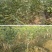 嫁接美人醉李子树苗南方北方种植特大早熟晚熟无核蜂糖当年结