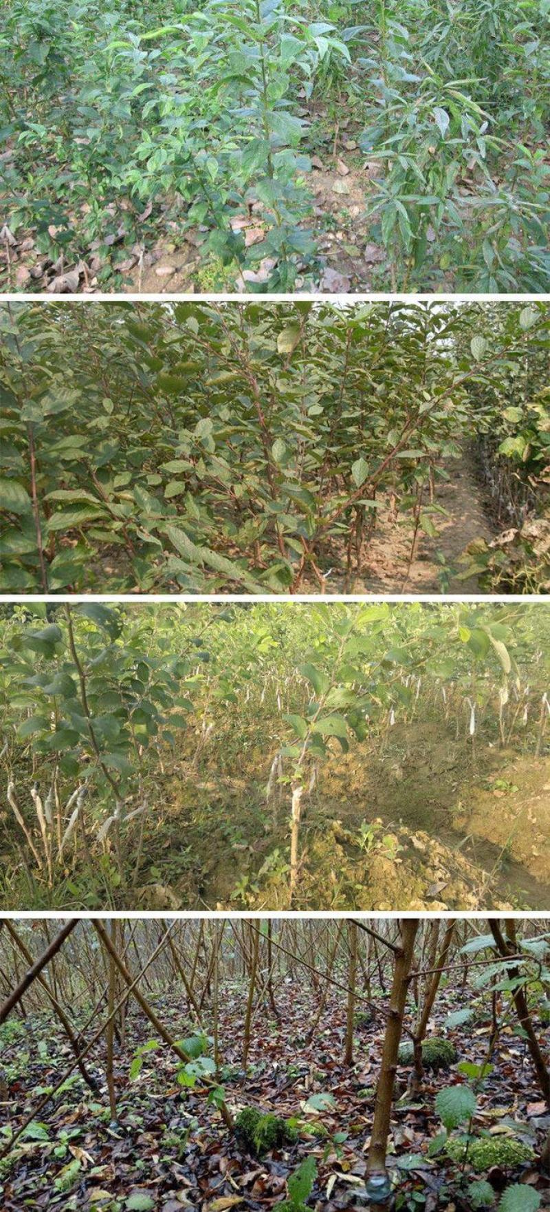 嫁接美人醉李子树苗南方北方种植特大早熟晚熟无核蜂糖当年结
