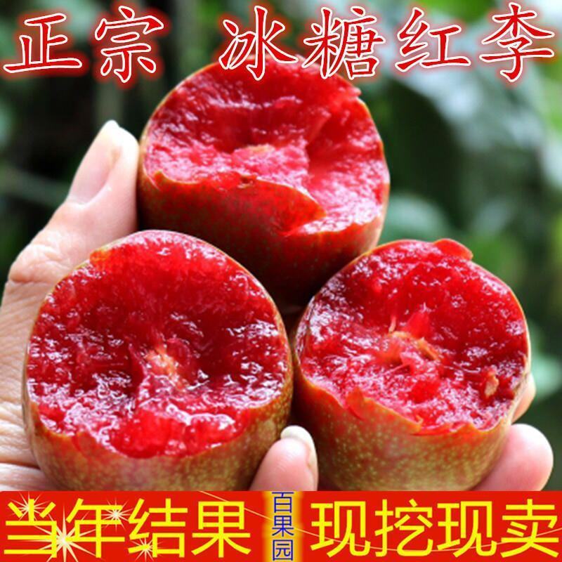 蜂糖李子树苗盆栽地栽西梅李子苗树苗北方南方种植三华李嫁接