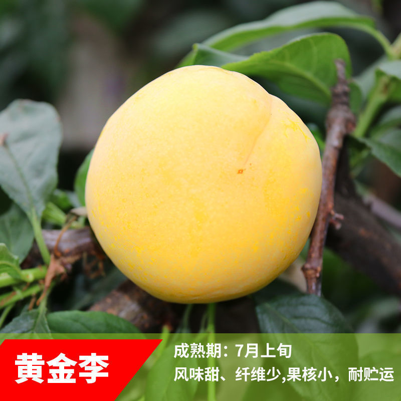 蜂糖李子树苗盆栽地栽西梅李子苗树苗北方南方种植三华李嫁接