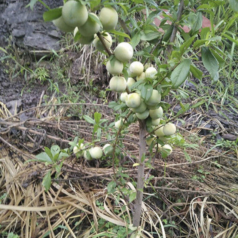 蜂糖李子树苗盆栽地栽西梅李子苗树苗北方南方种植三华李嫁接