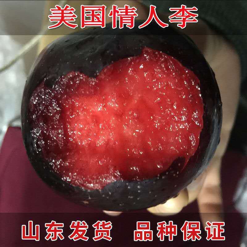 蜂糖李子树苗盆栽地栽西梅李子苗树苗北方南方种植三华李嫁接