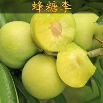 蜂糖李子树苗盆栽地栽西梅李子苗树苗北方南方种植三华李嫁接
