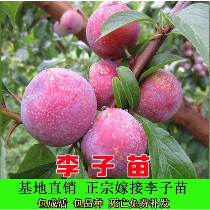 蜂糖李子树苗盆栽地栽西梅李子苗树苗北方南方种植三华李嫁接