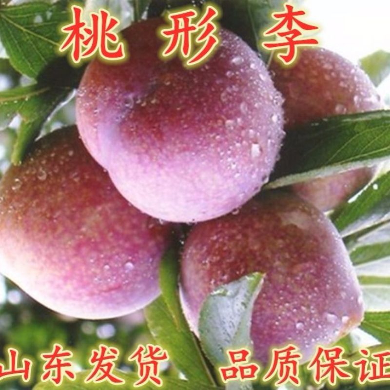美国特大早熟恐龙蛋李子树苗嫁接李子苗南方北方种植红肉当年