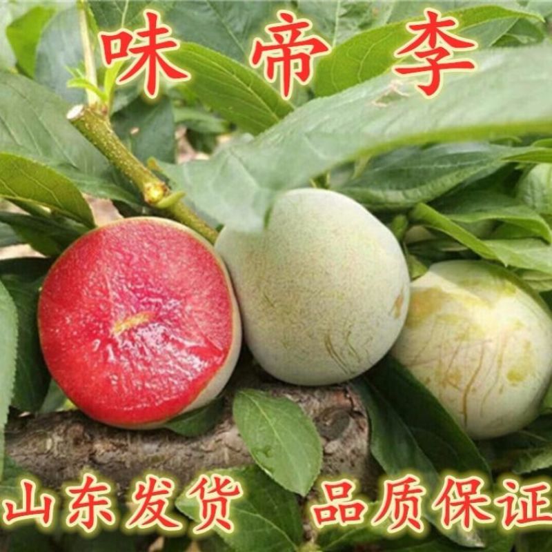 美国特大早熟恐龙蛋李子树苗嫁接李子苗南方北方种植红肉当年