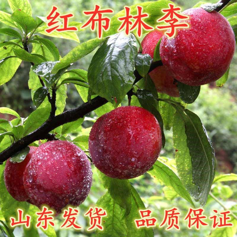 美国特大早熟恐龙蛋李子树苗嫁接李子苗南方北方种植红肉当年