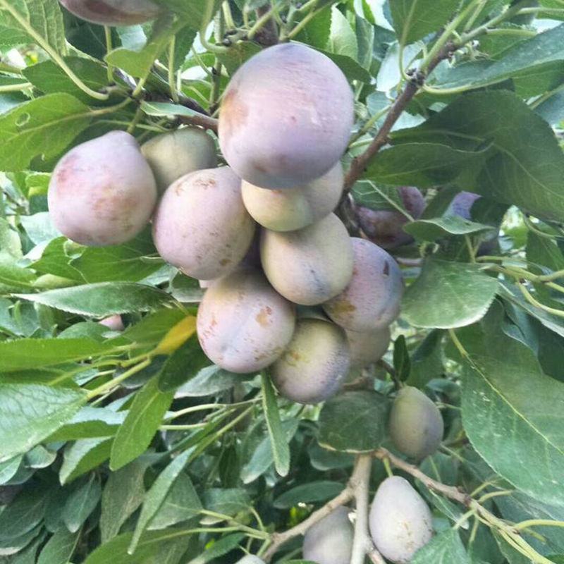 美国特大早熟恐龙蛋李子树苗嫁接李子苗南方北方种植红肉当年