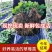 四季草莓苗盆栽带土南北方种植当年结果食用牛奶草莓秧阳台