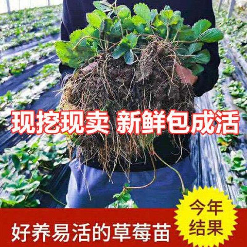 四季草莓苗盆栽带土南北方种植当年结果食用牛奶草莓秧阳台