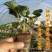 四季草莓苗盆栽带土南北方种植当年结果食用牛奶草莓秧阳台