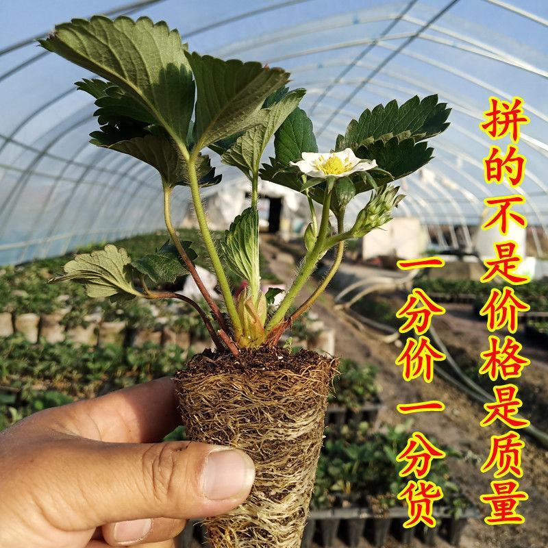 四季草莓苗盆栽带土南北方种植当年结果食用牛奶草莓秧阳台