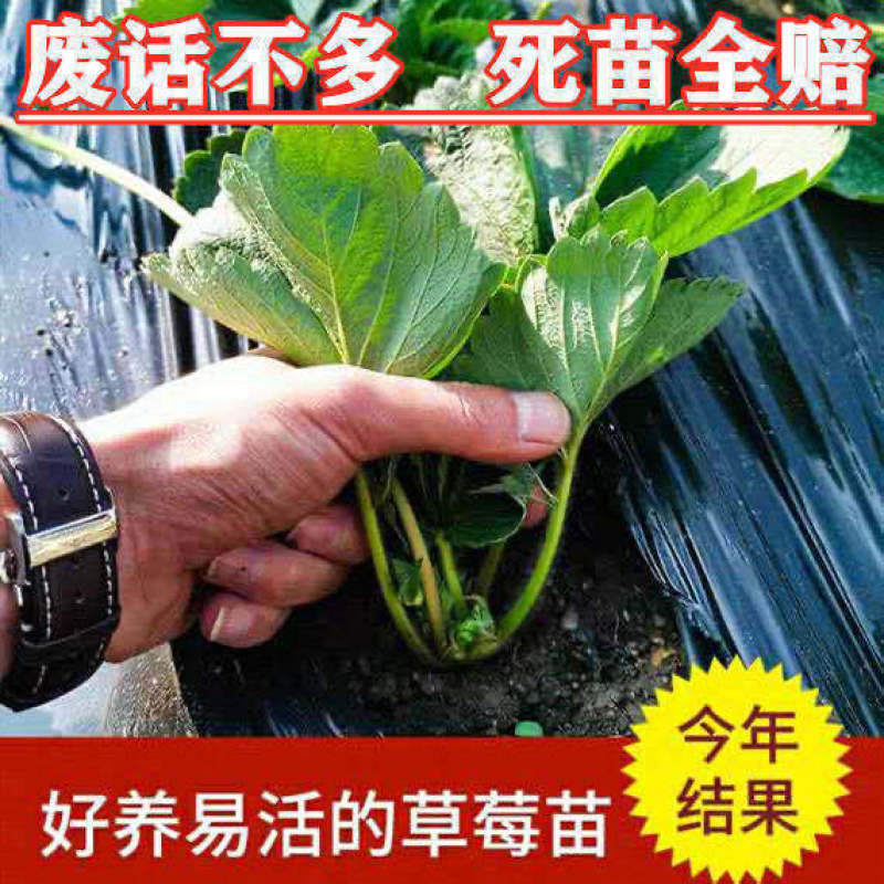 四季草莓苗盆栽带土南北方种植当年结果食用牛奶草莓秧阳台