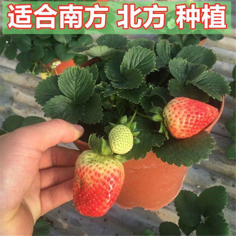 四季草莓苗盆栽带土南北方种植当年结果食用牛奶草莓秧阳台