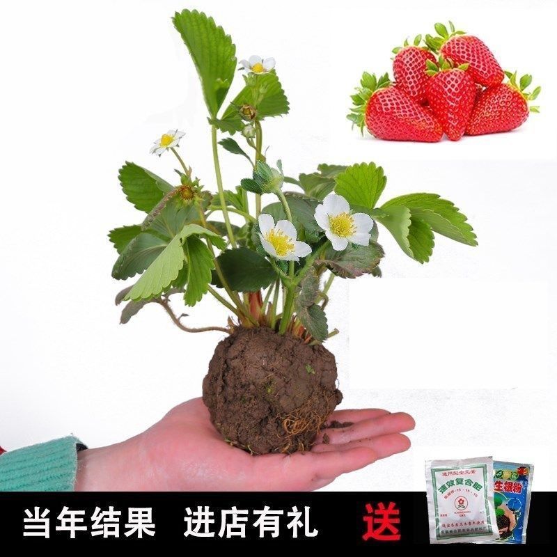 四季草莓苗盆栽带土南北方种植当年结果食用牛奶草莓秧阳台