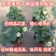 四季草莓苗盆栽带土南北方种植当年结果食用牛奶草莓秧阳台