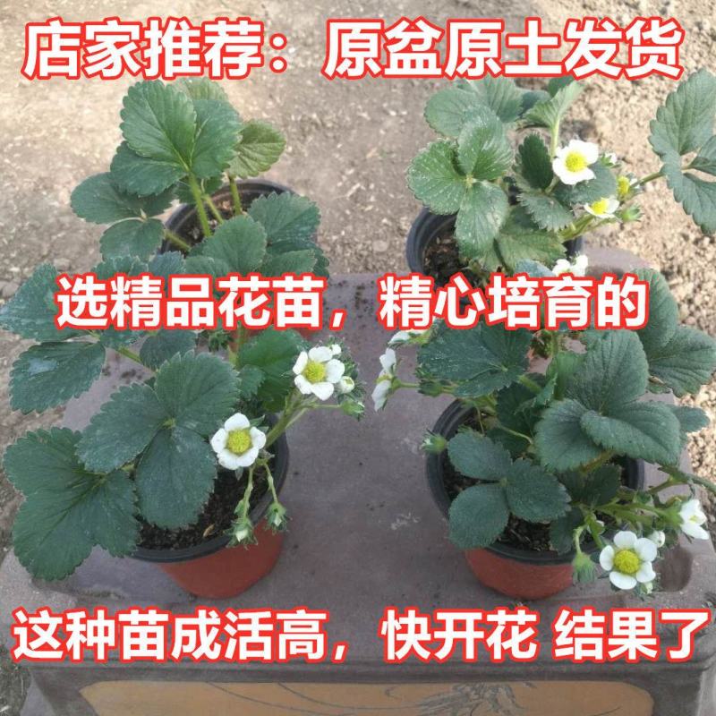 四季草莓苗盆栽带土南北方种植当年结果食用牛奶草莓秧阳台