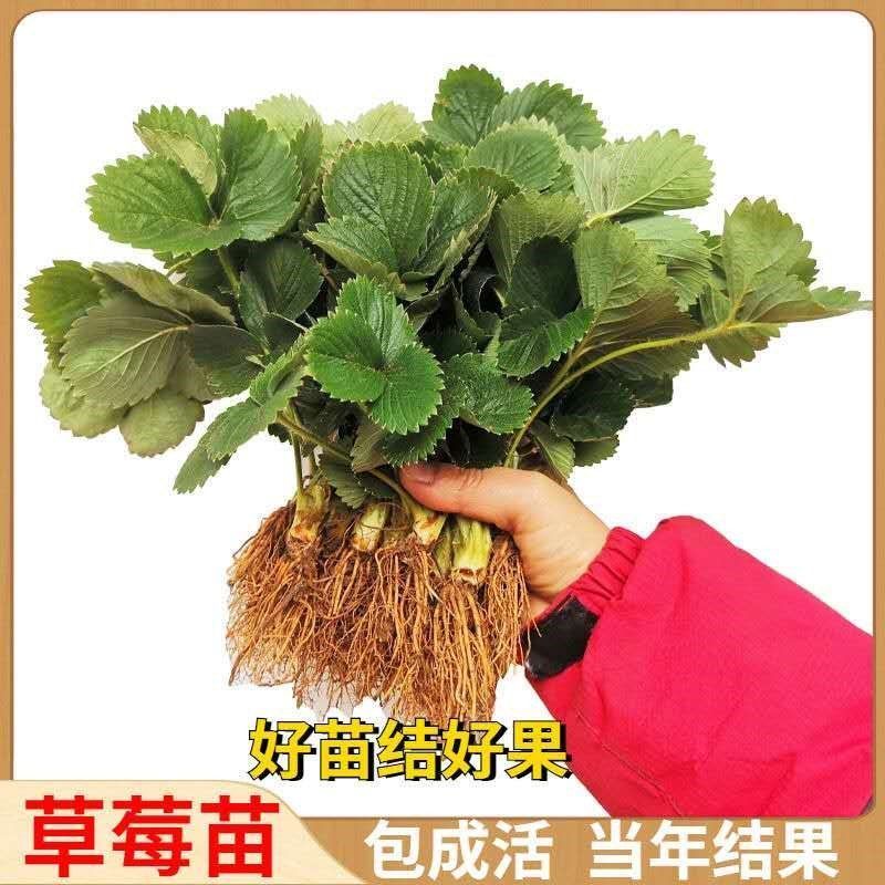 四季草莓苗盆栽带土南北方种植当年结果食用牛奶草莓秧阳台