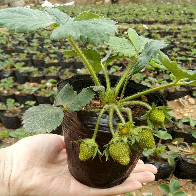 四季草莓苗盆栽带土南北方种植当年结果食用牛奶草莓秧阳台