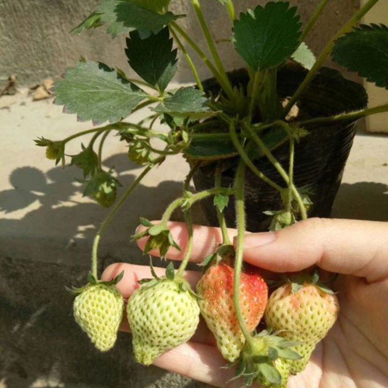 四季草莓苗盆栽带土南北方种植当年结果食用牛奶草莓秧阳台