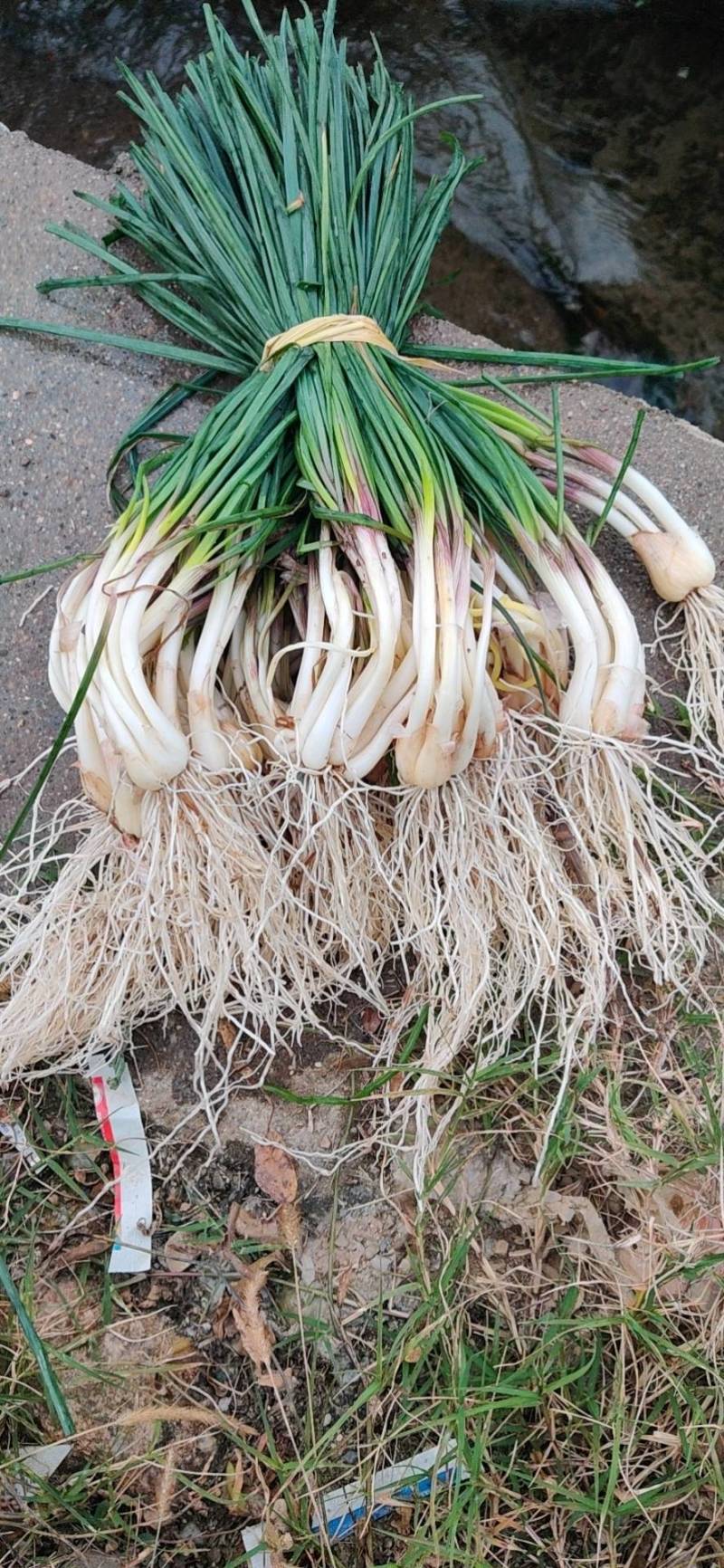 新鲜荞头上市了，欢迎批发商人采购