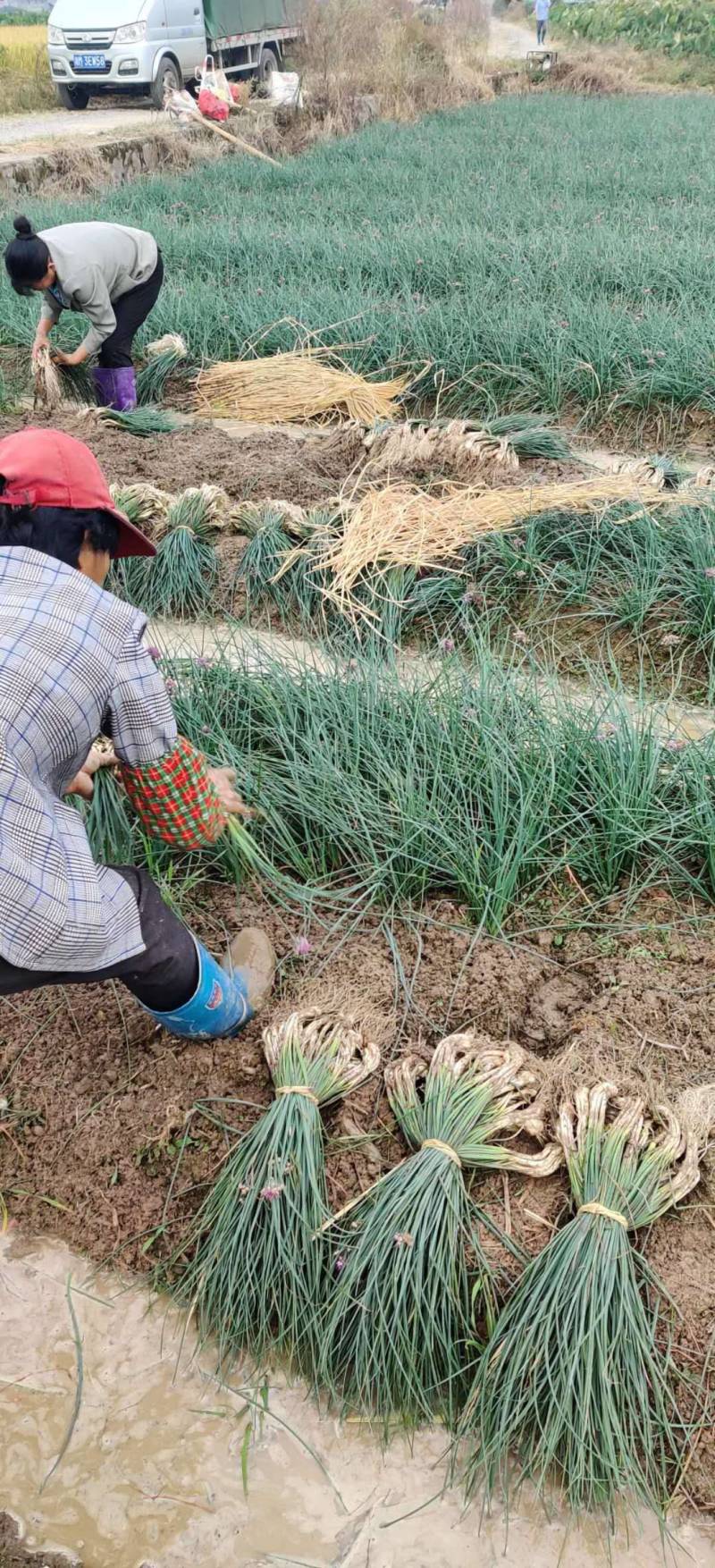 新鲜荞头上市了，欢迎批发商人采购