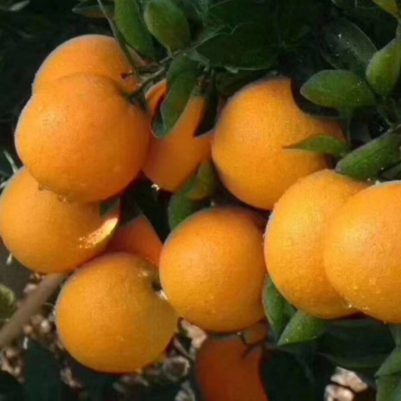 麻阳冰糖橙，现摘现发质量保证，一件代发