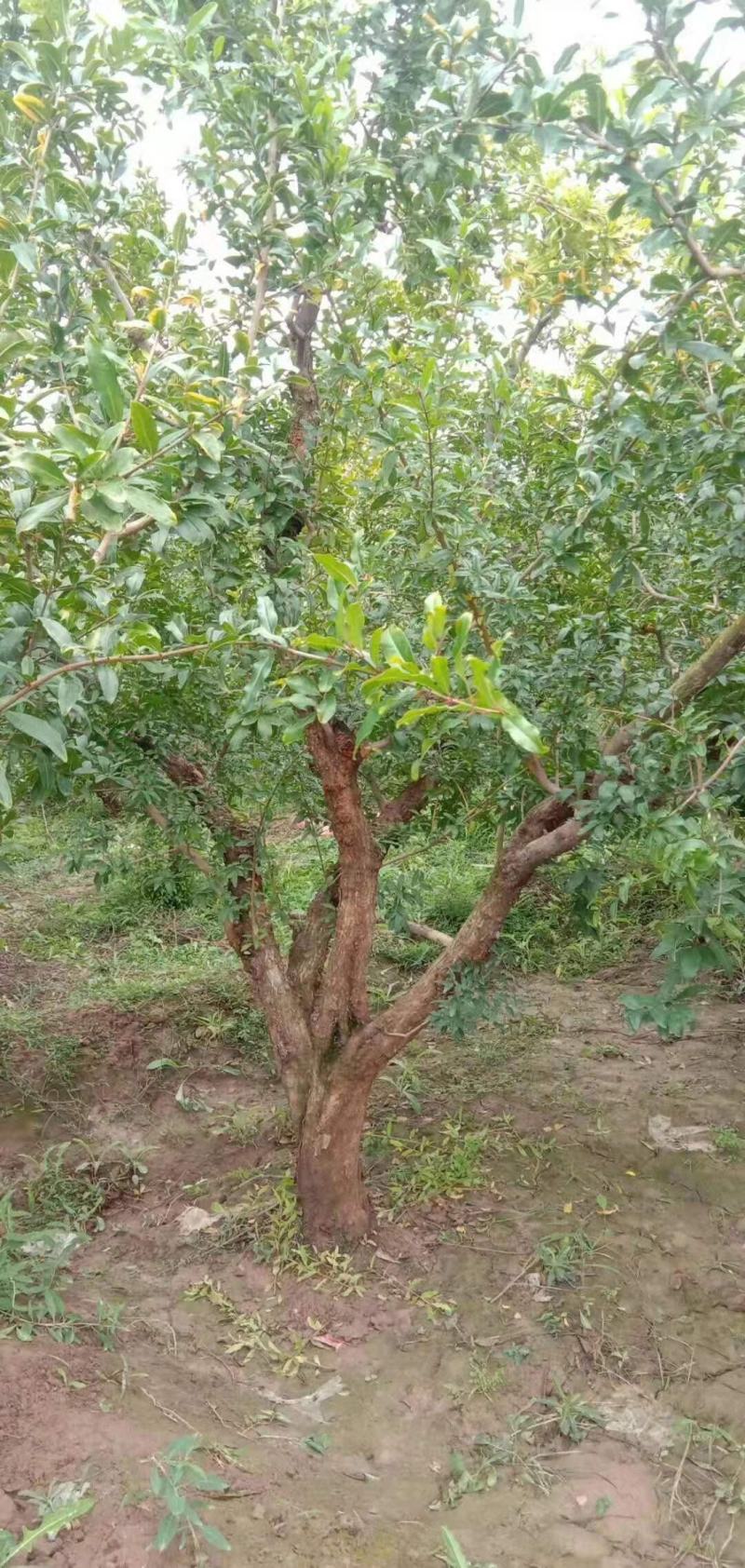 石榴树，丛生，独杆，各种规格