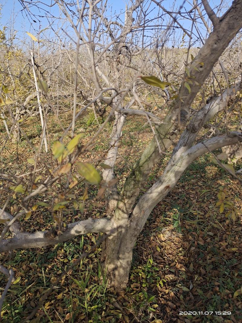 石榴树，丛生，独杆，各种规格