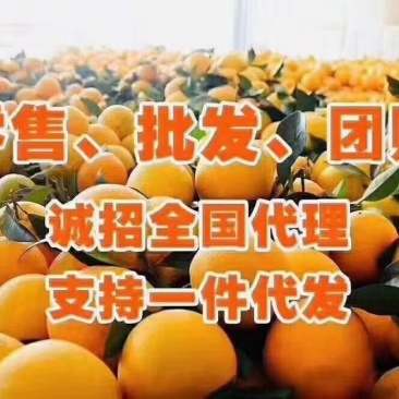 【赣南脐橙】十斤包邮24小时内闪电发货，售后无忧