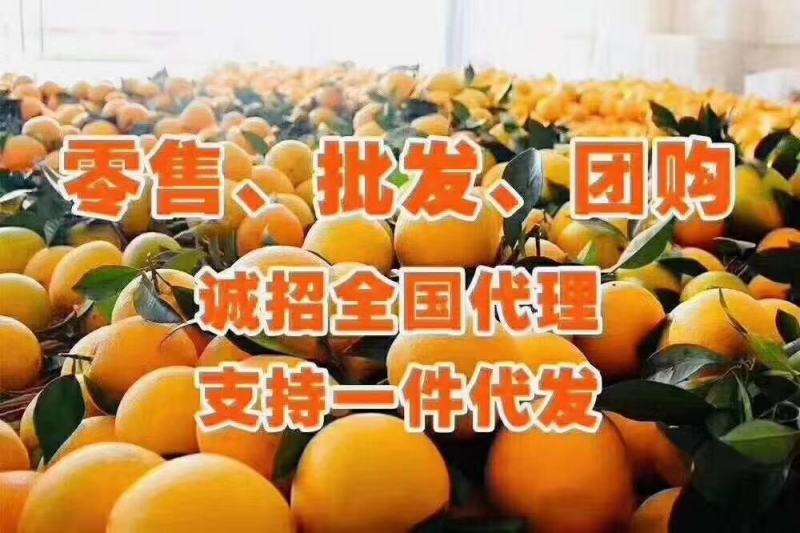 【赣南脐橙】十斤包邮24小时内闪电发货，售后无忧