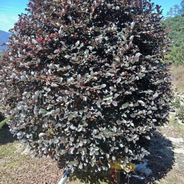 红花继木球产地农户直销