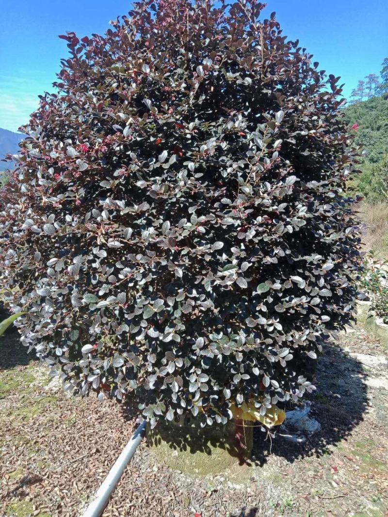 红花继木球产地农户直销