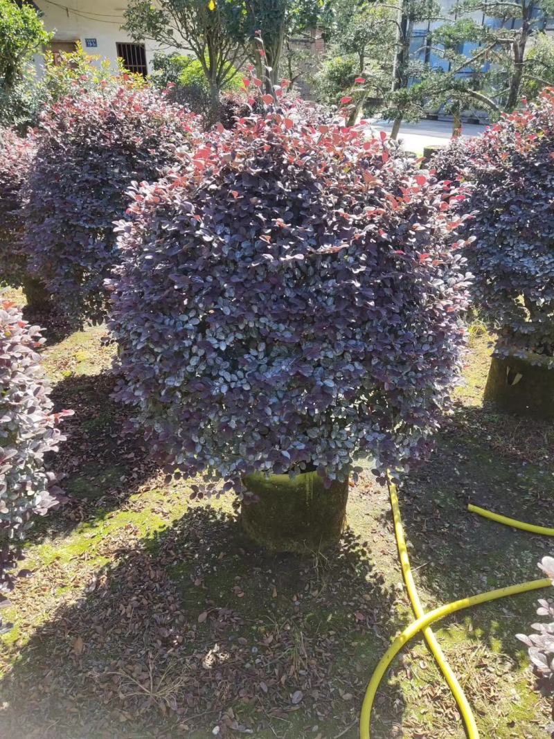 红花继木球产地农户直销