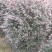 红花继木球产地农户直销