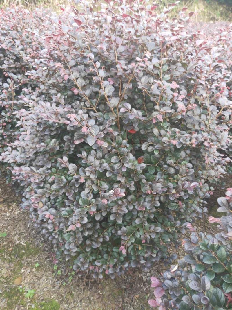红花继木球产地农户直销