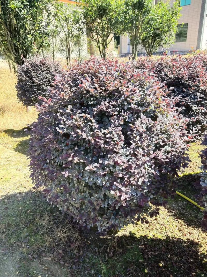 红花继木球产地农户直销