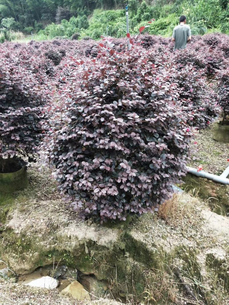 红花继木球产地农户直销