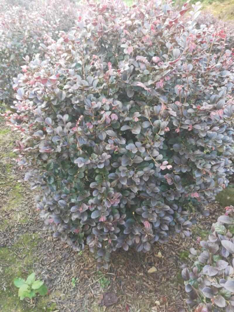 红花继木球产地农户直销