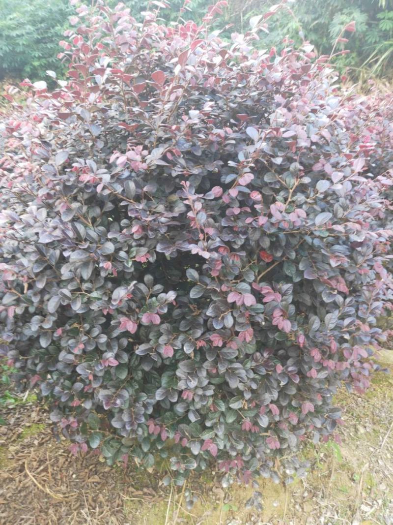 红花继木球产地农户直销