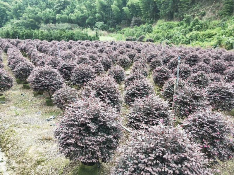 红花继木球产地农户直销