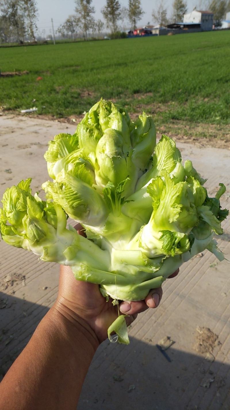 新鲜儿菜现摘现走