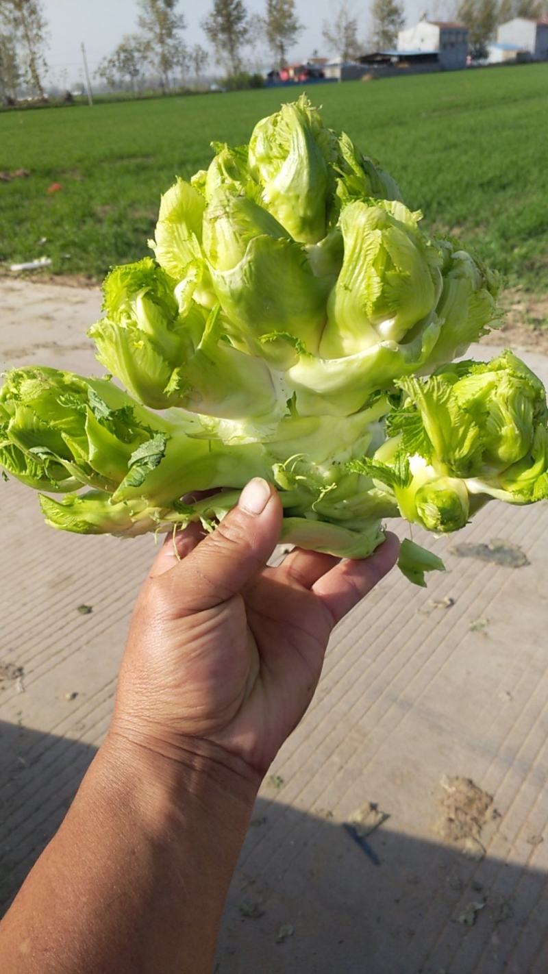 新鲜儿菜现摘现走